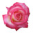 Rose Tea Icon